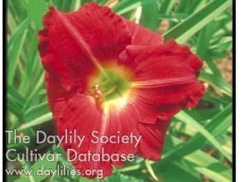 Daylily Appelwoi